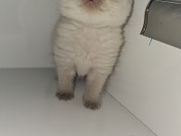 Yavru british shorthair
