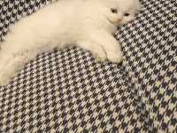 Scottish fold longhair dişi mavi gözlü