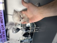 13 Şubat doğumlu dişi ve erkek scottish fold