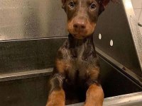 Kızıl ve siyah doberman