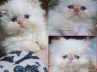 YENİ İRAN KEDİLER YUVALARINI BEKLİYOR