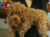 Toy Poodle (Red- Apricot) Antialerjik, Korkusuz, Çok Zeki