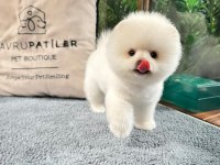Veteriner Kontrollü Pomeranian Yavru