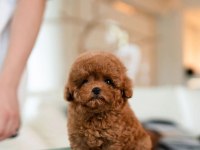 ÜST KALİTE TOY POODLE BEBEKLERİMİZ