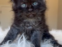 Türkiyenin Her Şehrine Bizzat Teslim Big Size Maine Coon