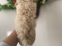 Maltipoo bebek yeni yuvasını arıyor