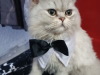 9 aylık mavi gözlü kedimiz beyaz tüylü