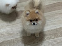 Ultra kalite ayı surat pomeranian boo