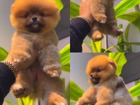 Ayı Surat Pomeranian Yavrularımız Irk Garantili