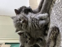 British longhair kedimiz