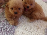 POMAPOO BEBEKLER