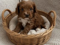 HARİKA POODLE YAKIŞIKLILAR