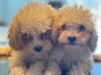 Toy Poodle dişi