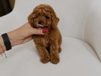 Mikro Teacup Poodle Korean