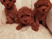 Petmode köpek çiftliğinde ziyarete açık toy poodlr