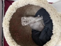 Scottish fold yavrumuz