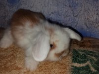Teddy lop tavşan yavrular mavi göz yavrular