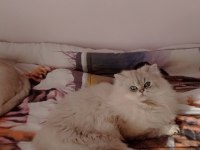 Kedimiz Ömürlük Yuva Arıyorlar