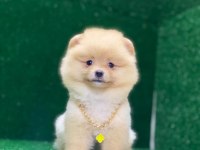 Blacks Petshop Garantisiyle Pomeranian Boo Yavrularımız