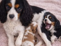 Muhteşem cavalier king charles bebekler tricolor bleinheim