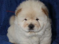 CHOW CHOW ÇİN ASLANI YAVRULARIMIZ