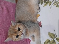 Dişi scottish straight 4,5 aylık yavru kedi