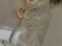 Dünya Tatlısı Erkek Yavru Scottish Fold