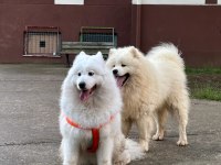 TR ŞAMPİYONU YAVRUSU, MÜKEMMEL KALİTE DİŞİ SAMOYED
