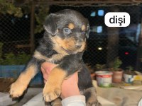 A kalite rottweiler bebeklerimiz
