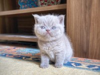 A KALİTE BRİTİSH SHORTHAİR FAWN COLOR
