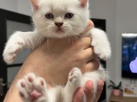 British shorthair yavrularım