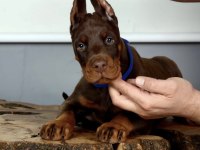 Sağlık ve ırk garantili doberman