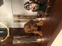 Sağlık garantili Çiş ped eğitimli Toy Poodle yavrumuz