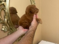 Toy poodle kore