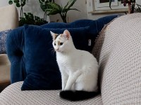 CALICO CİNSİ SAKLAMBAÇ OYUNUNU BİLEN ŞEKER