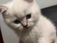 British shorthair yavrumuz