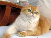 Golden Scrli Anne Baba 