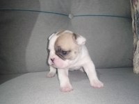French bulldog
