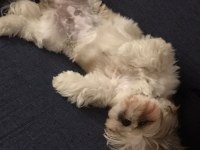 DİŞİ Shih-Tzu (Şitsu) LİYA