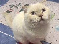 1 yaşında scottish fold erkek