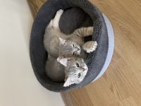 Henüz 4 aylık chinchilla 2 ay önce aldım