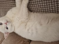 Ücretsiz british shorthair acil yuva