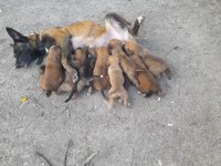 Belçika kurdu yavruları 1 aylık 6 erkek 2 dişi