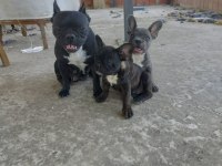 İzmir blue french bulldog yavru dişi erkek