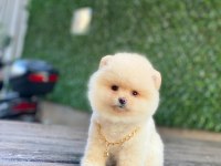 Pomeranian Boo