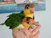 MÜKEMMEL KAYIKO BEBEKLER