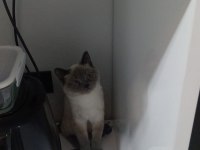 1 tane british shorthair 1 tane british longhair