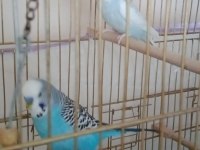Bakımlı Muhabbet Kuşları