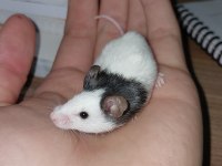 Panda mice yavrularımız