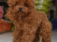 KORE YAVRUSU A KALİTE TEACUP RED BROWN TOY POODLE YAVRULAR